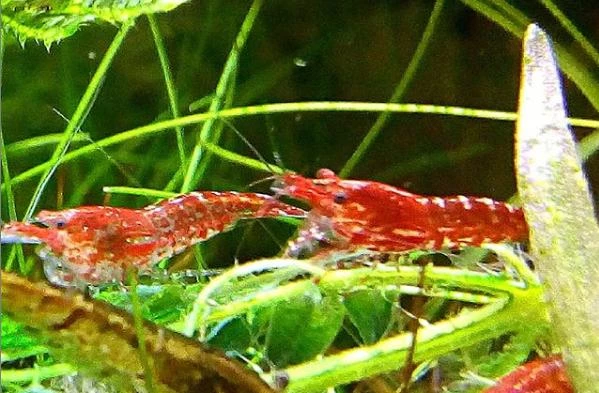 Cherry Shrimp